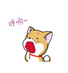 Shiba Inu_Q（個別スタンプ：21）