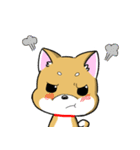 Shiba Inu_Q（個別スタンプ：24）