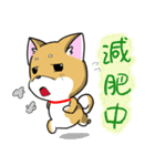 Shiba Inu_Q（個別スタンプ：28）