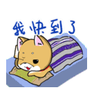 Shiba Inu_Q（個別スタンプ：31）