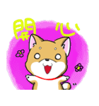 Shiba Inu_Q（個別スタンプ：34）