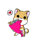 Shiba Inu_Q（個別スタンプ：36）