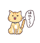 茶トラねこのあきらくん（個別スタンプ：17）