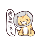 茶トラねこのあきらくん（個別スタンプ：34）