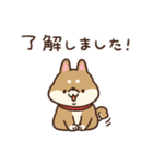 かわいい柴犬 まろ（個別スタンプ：1）