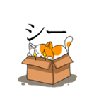 箱猫 ソルモン（個別スタンプ：34）