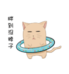 Stupid cat test for No. 1（個別スタンプ：1）