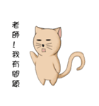 Stupid cat test for No. 1（個別スタンプ：16）