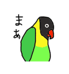 インコとオウムで鳥好きを主張するスタンプ（個別スタンプ：27）