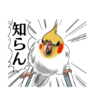Creatures such as the cockatiel 4（個別スタンプ：40）