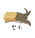 greyish cat（個別スタンプ：31）