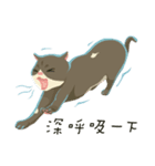 greyish cat（個別スタンプ：39）