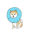 柴犬さくら（個別スタンプ：6）