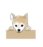 柴犬さくら（個別スタンプ：17）