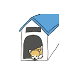 柴犬さくら（個別スタンプ：21）