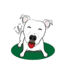 Cigar the Pitbull（個別スタンプ：3）