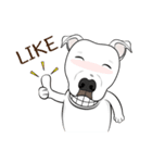 Cigar the Pitbull（個別スタンプ：6）