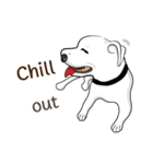 Cigar the Pitbull（個別スタンプ：7）