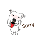 Cigar the Pitbull（個別スタンプ：11）