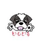 黒白シーズー犬（個別スタンプ：12）