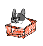 Half Sugar without ice frenchbulldog 2（個別スタンプ：32）