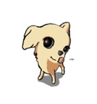 Chihuahua1（個別スタンプ：11）