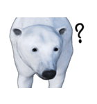 白熊スタンプ（個別スタンプ：21）
