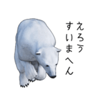 白熊スタンプ（個別スタンプ：35）