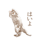 ぶさカワねこ（個別スタンプ：3）