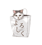 ぶさカワねこ（個別スタンプ：17）