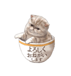 ぶさカワねこ（個別スタンプ：18）