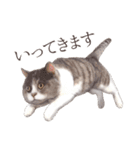 ぶさカワねこ（個別スタンプ：25）