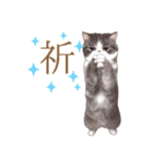 ぶさカワねこ（個別スタンプ：29）