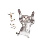 ぶさカワねこ（個別スタンプ：31）