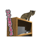 てっぺん目指すぬこ。（個別スタンプ：16）