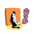 てっぺん目指すぬこ。（個別スタンプ：37）