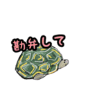 佐野どうぶつスタンプ（個別スタンプ：20）