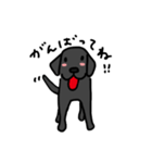 黒ラブちゃんのデイリーライフ！（個別スタンプ：11）