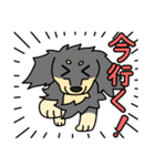 愛犬ラッシュ君のお話しスタンプ（個別スタンプ：31）