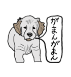 色々な犬の顔（個別スタンプ：6）