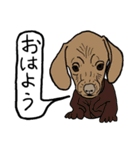 色々な犬の顔（個別スタンプ：7）