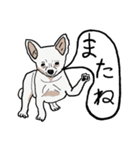 色々な犬の顔（個別スタンプ：13）