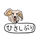 色々な犬の顔（個別スタンプ：19）