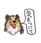 色々な犬の顔（個別スタンプ：23）