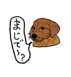 色々な犬の顔（個別スタンプ：32）