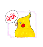 オカメインコ「ごん」vol.01（個別スタンプ：1）