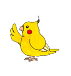 オカメインコ「ごん」vol.01（個別スタンプ：4）