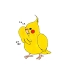 オカメインコ「ごん」vol.01（個別スタンプ：16）