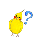 オカメインコ「ごん」vol.01（個別スタンプ：30）