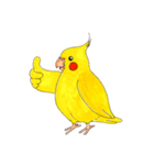 オカメインコ「ごん」vol.01（個別スタンプ：36）